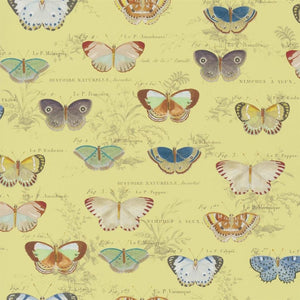 John Derian Butterfly Studies Wallpaper