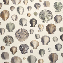 Indlæs billede til gallerivisning John Derian Captain Thomas Brown&#39;s Shells Wallpaper