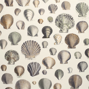 John Derian Captain Thomas Brown's Shells Wallpaper