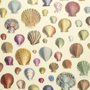 Captain Thomas Brown's Shells Wallpaper, by John Derian