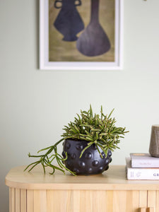 Bloomingville Parvin Black Terracotta Flowerpot with Plant on Sideboard